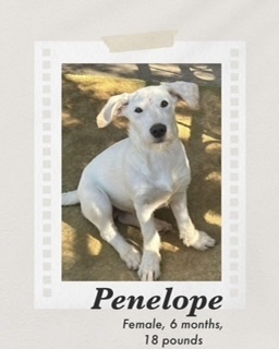 Penelope