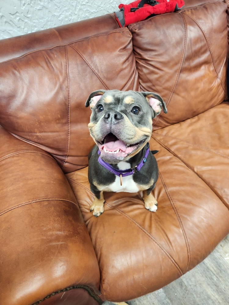 Bella - 24295