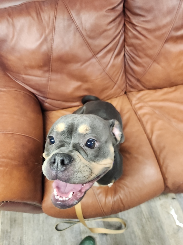 Bella - 24295
