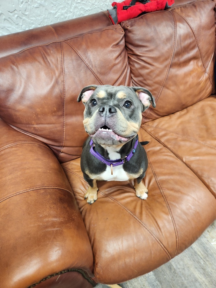 Bella - 24295