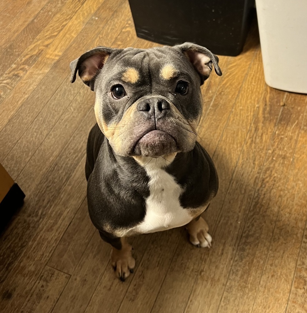 Bella - 24295