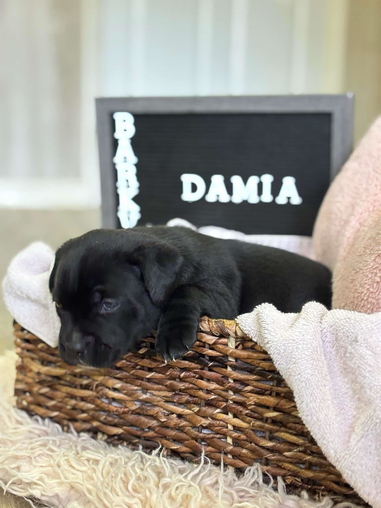 Damia
