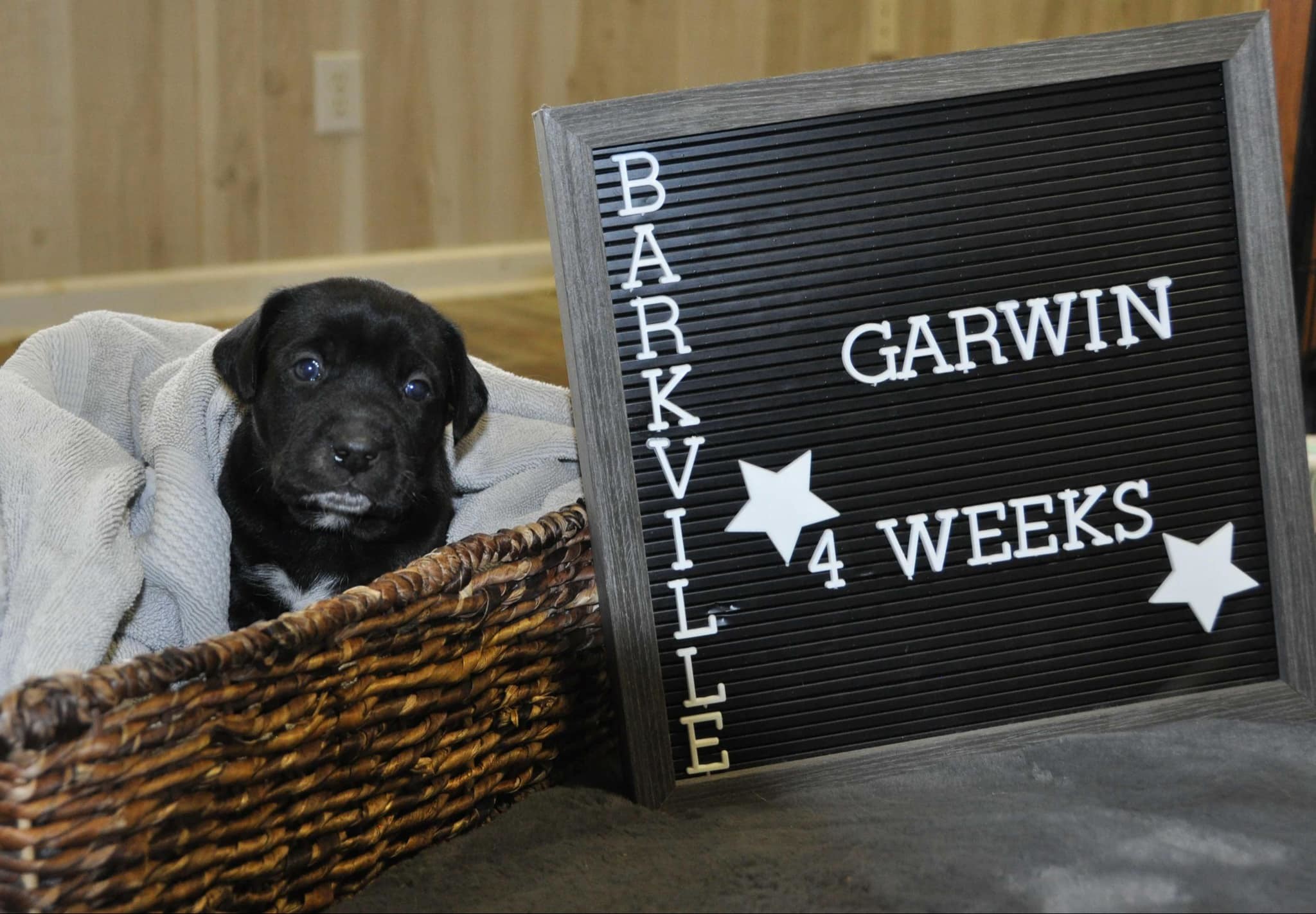 Garwin