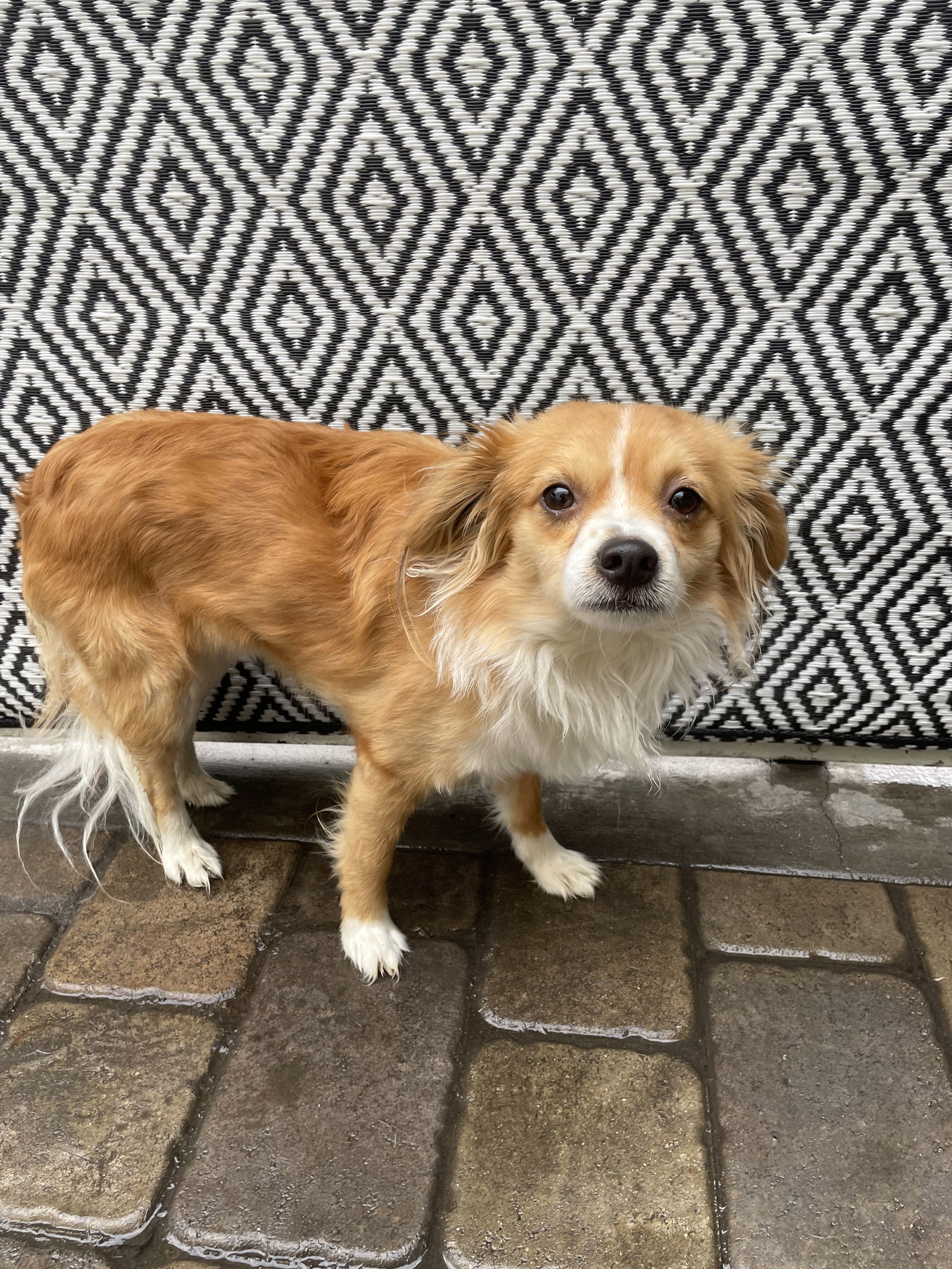 Cupid, an adoptable Papillon in Chico, CA, 95973 | Photo Image 1