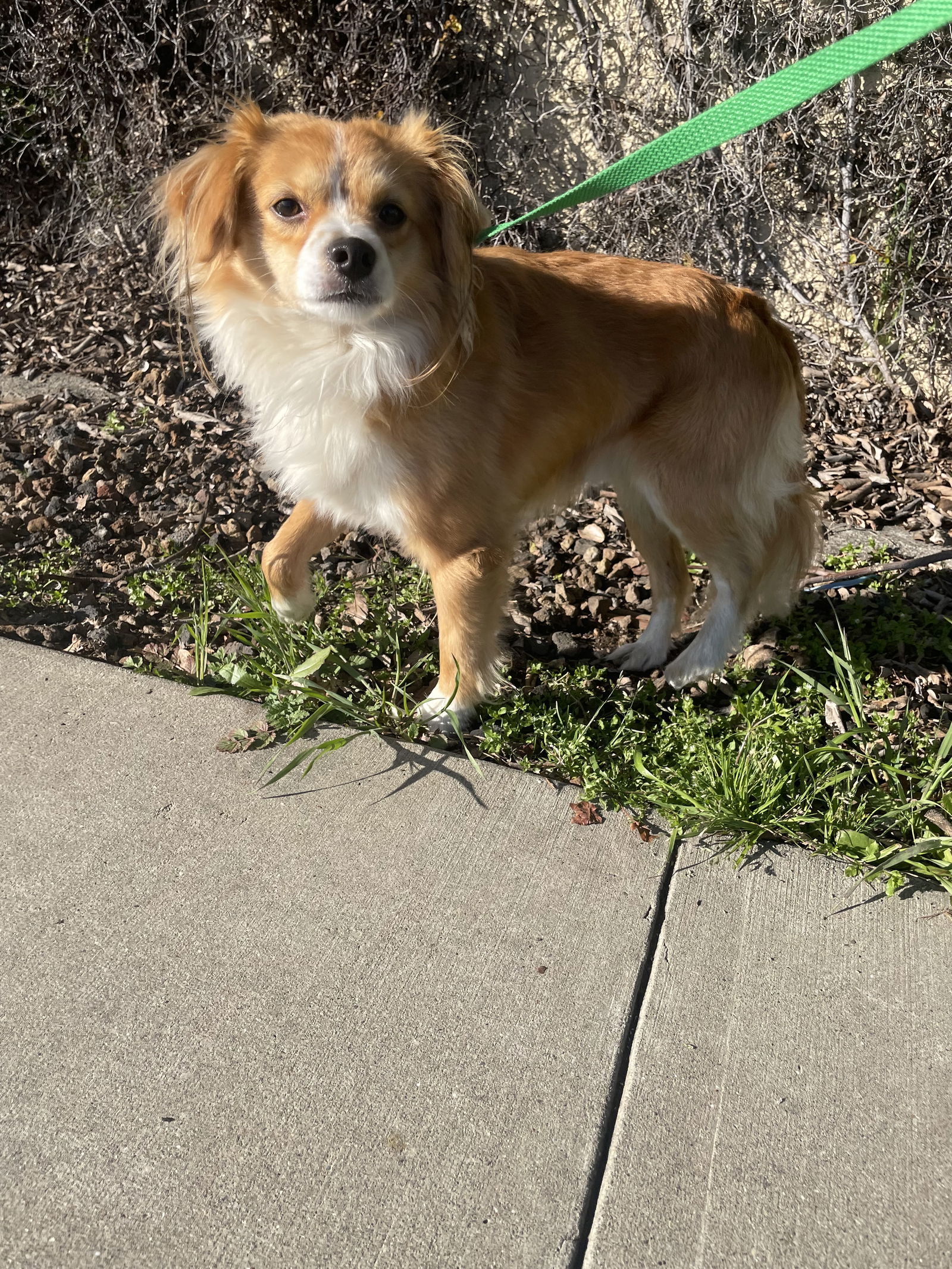 Cupid, an adoptable Papillon in Chico, CA, 95973 | Photo Image 2