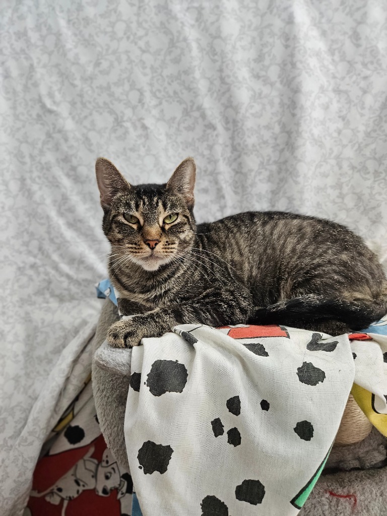 Sequoia, an adoptable Domestic Short Hair in Corpus Christi, TX, 78414 | Photo Image 1