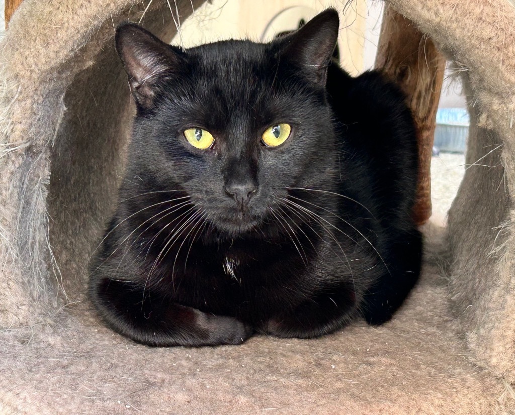 Binx