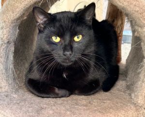 Binx, Young Male Domestic Short Hair