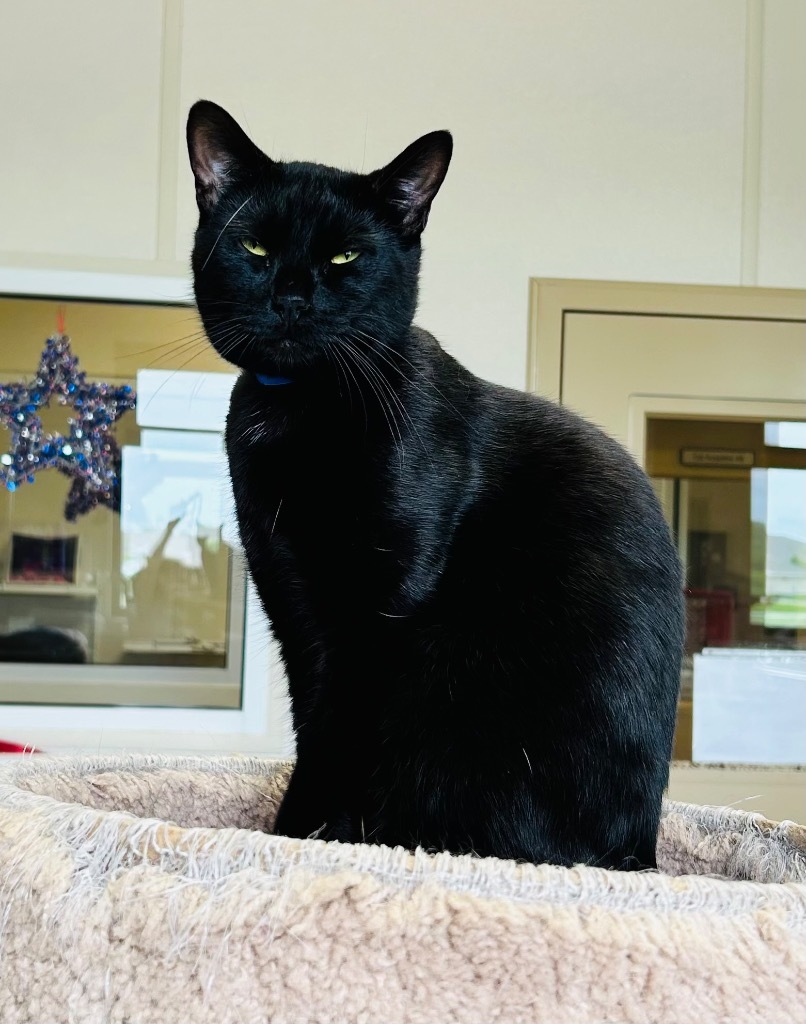 Binx