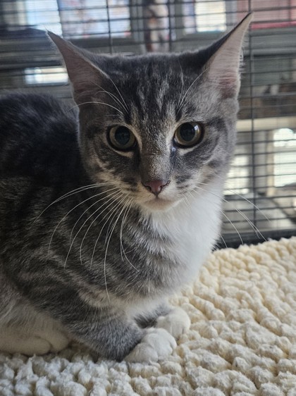 Zaps, an adoptable Domestic Short Hair in Pendleton, OR, 97801 | Photo Image 1