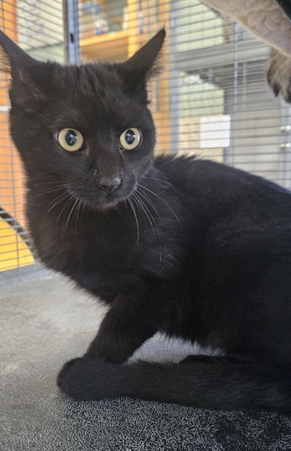Zips, an adoptable Domestic Short Hair in Pendleton, OR, 97801 | Photo Image 1