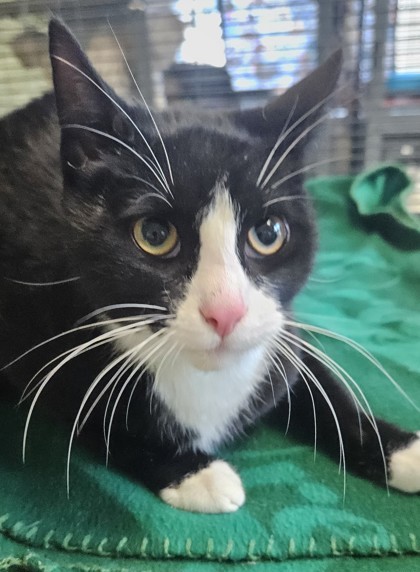 Matthew, an adoptable Domestic Short Hair in Pendleton, OR, 97801 | Photo Image 1