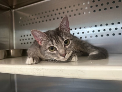 Jelly, an adoptable Domestic Short Hair in Pendleton, OR, 97801 | Photo Image 1