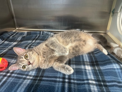 Jelly, an adoptable Domestic Short Hair in Pendleton, OR, 97801 | Photo Image 2