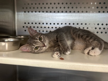 Jelly, an adoptable Domestic Short Hair in Pendleton, OR, 97801 | Photo Image 3