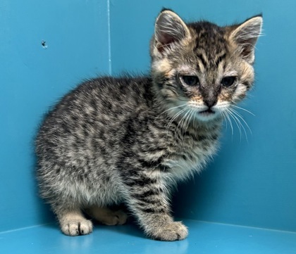 Dusty, an adoptable Domestic Short Hair in Pendleton, OR, 97801 | Photo Image 1