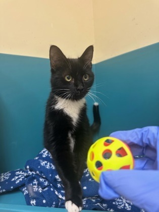 Peanut Butter, an adoptable Domestic Short Hair in Pendleton, OR, 97801 | Photo Image 1