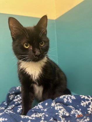 Peanut Butter, an adoptable Domestic Short Hair in Pendleton, OR, 97801 | Photo Image 2