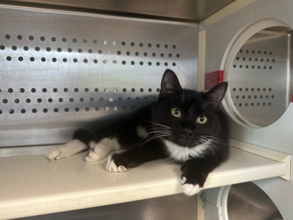 Peanut Butter, an adoptable Domestic Short Hair in Pendleton, OR, 97801 | Photo Image 3