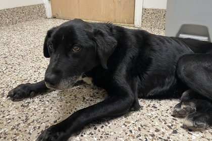 Bojangles, an adoptable Retriever, Mixed Breed in Pendleton, OR, 97801 | Photo Image 1