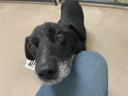 Bojangles, an adoptable Retriever, Mixed Breed in Pendleton, OR, 97801 | Photo Image 2