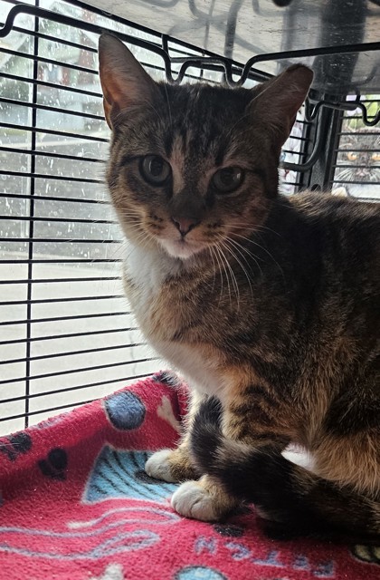 Caramel Delite, an adoptable Domestic Short Hair in Pendleton, OR, 97801 | Photo Image 1