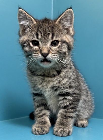 Alf, an adoptable Domestic Short Hair in Pendleton, OR, 97801 | Photo Image 1