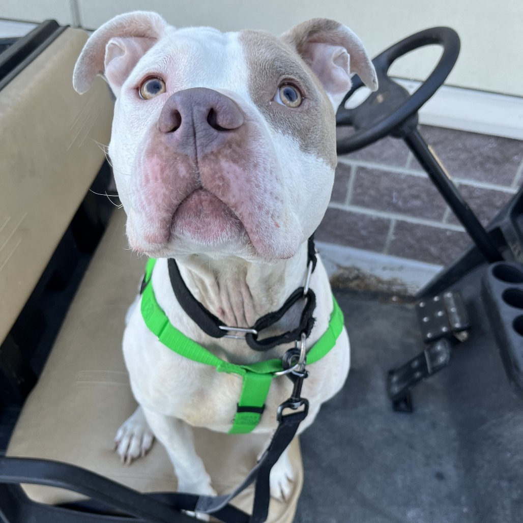 Stella