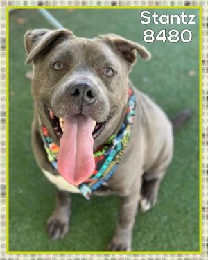 Primary Color Ghost Grey Secondary Color White Weight 82lbs Age 4yrs 3mths 0wks