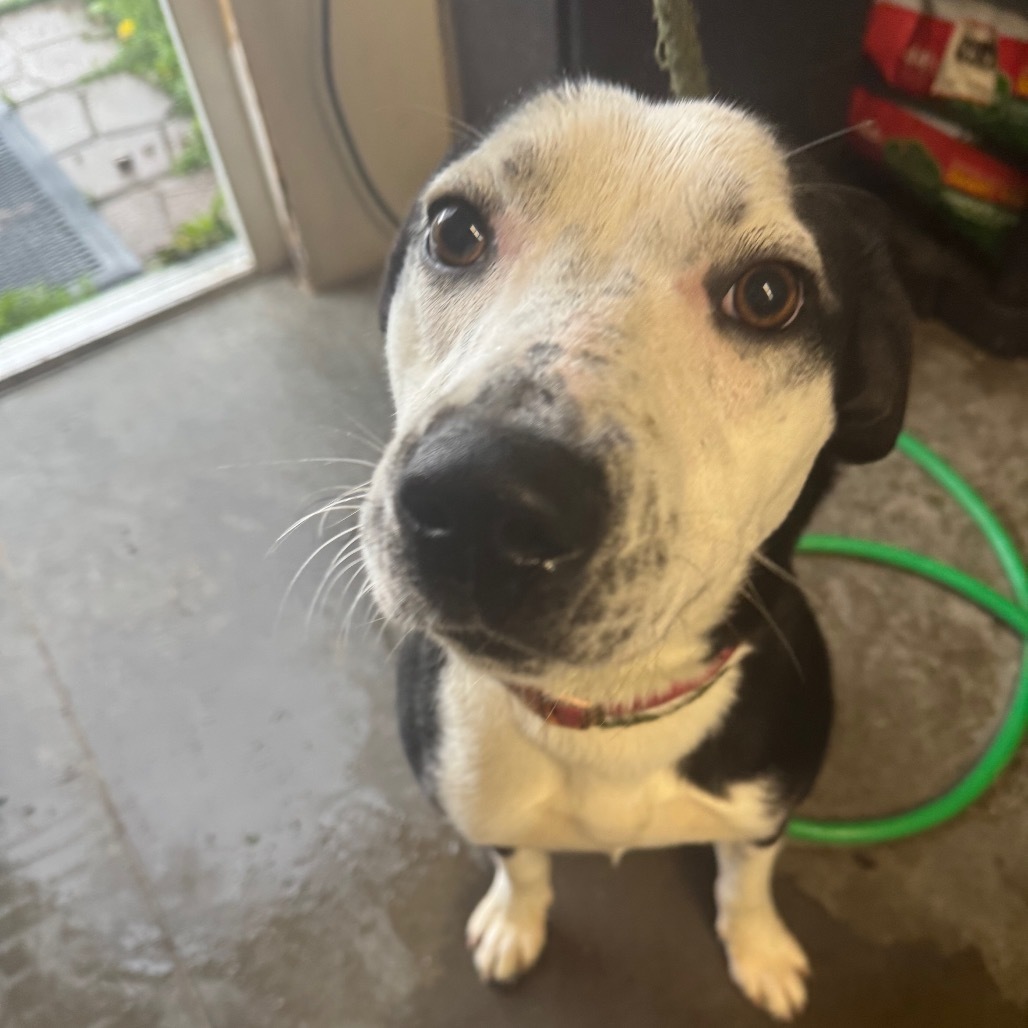 Roscoe
