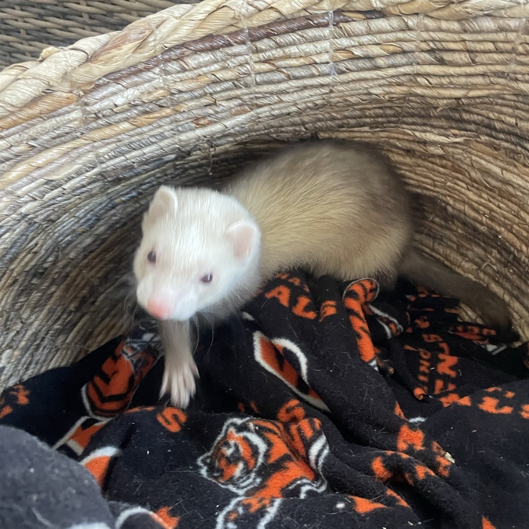 Wiggles