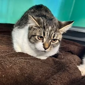 Cheddar, an adoptable Domestic Short Hair in Nampa, ID, 83686 | Photo Image 1