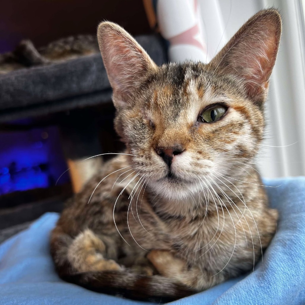 Abigail, an adoptable Domestic Short Hair in Nampa, ID, 83686 | Photo Image 1