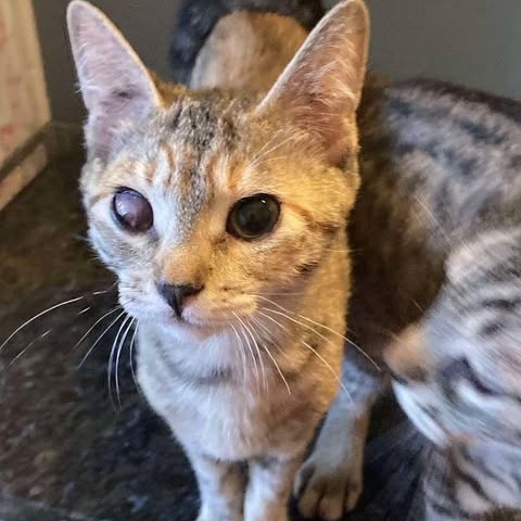 Abigail, an adoptable Domestic Short Hair in Nampa, ID, 83686 | Photo Image 2