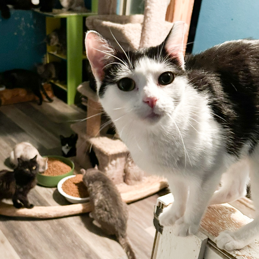 Cowgirl, an adoptable Domestic Short Hair in Nampa, ID, 83686 | Photo Image 1