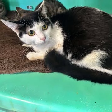 Cowgirl, an adoptable Domestic Short Hair in Nampa, ID, 83686 | Photo Image 2