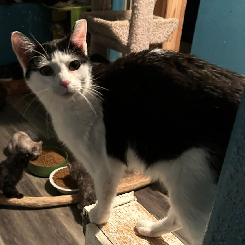 Cowgirl, an adoptable Domestic Short Hair in Nampa, ID, 83686 | Photo Image 3