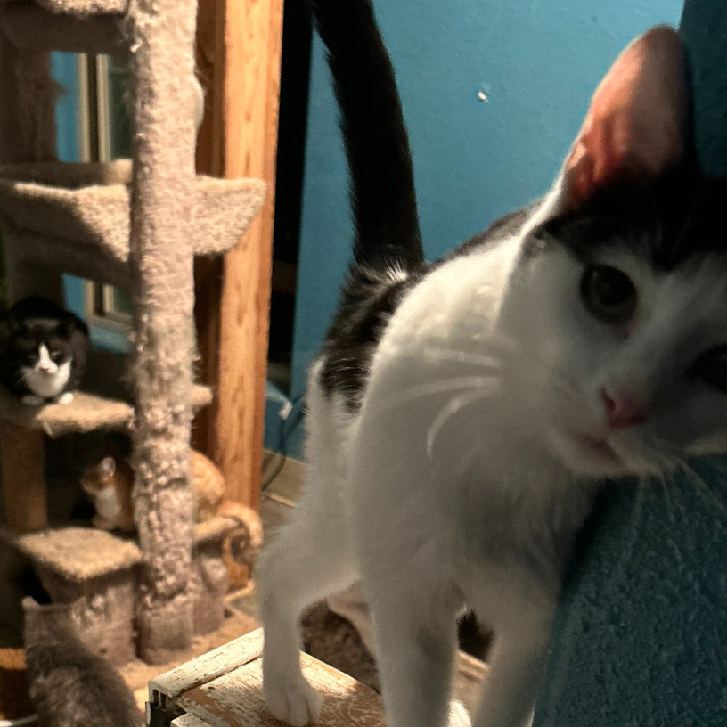 Cowgirl, an adoptable Domestic Short Hair in Nampa, ID, 83686 | Photo Image 4