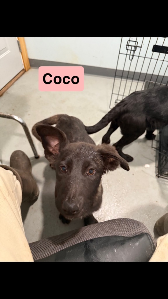 Coco