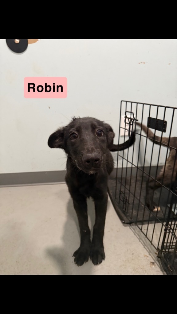 Robin