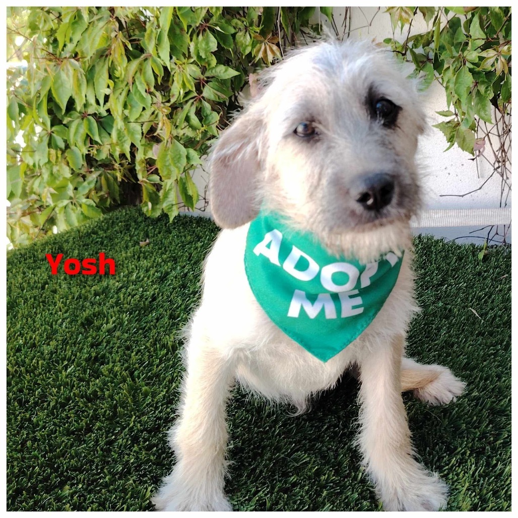 Yoshi Chan