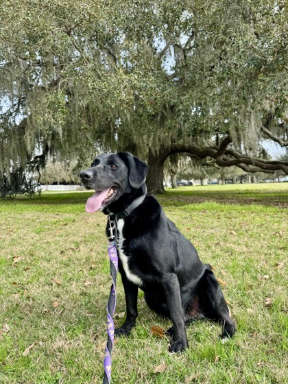 Nola Lady