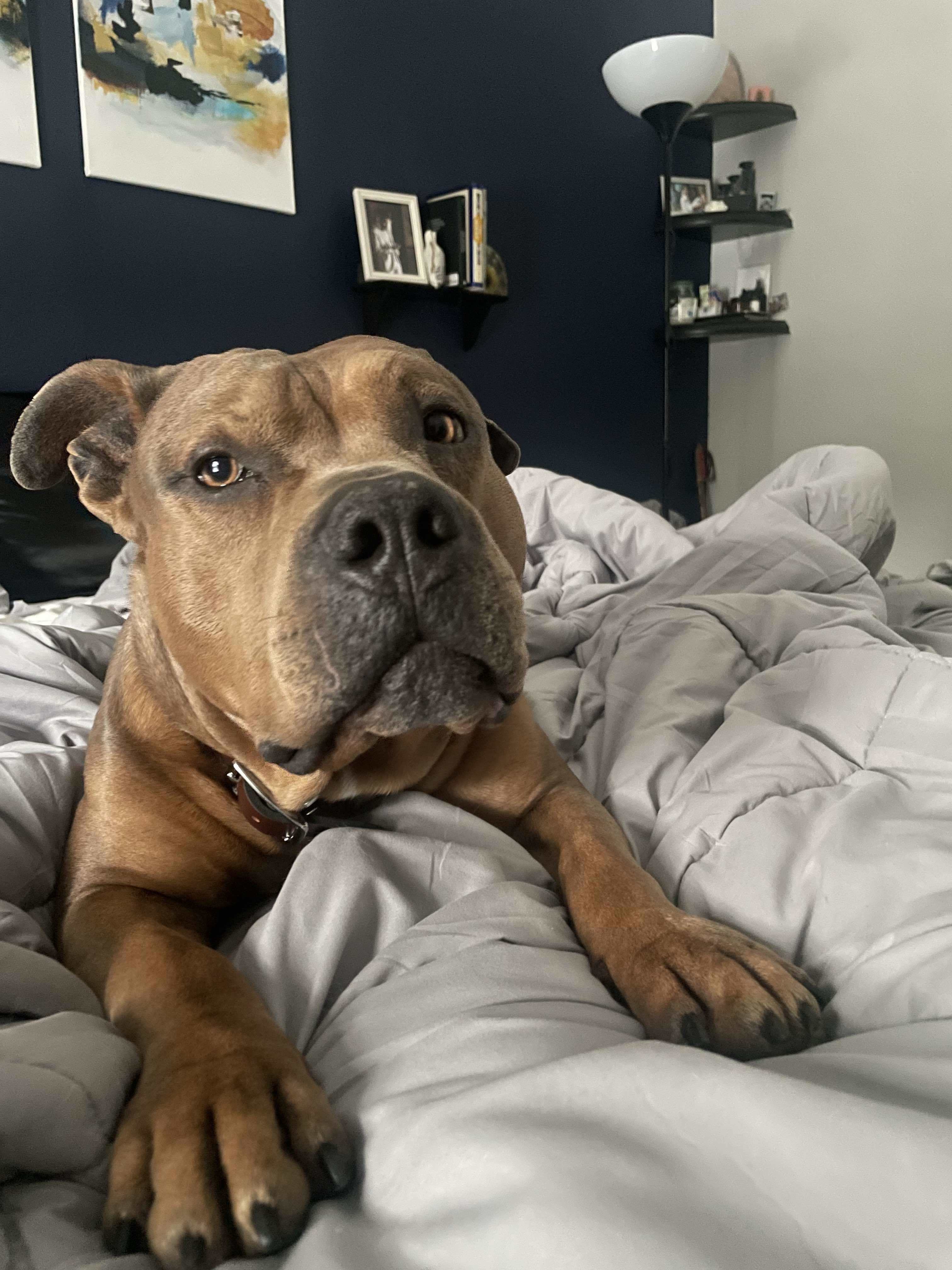 Maximus, an adoptable American Staffordshire Terrier in Arlee, MT, 59821 | Photo Image 1