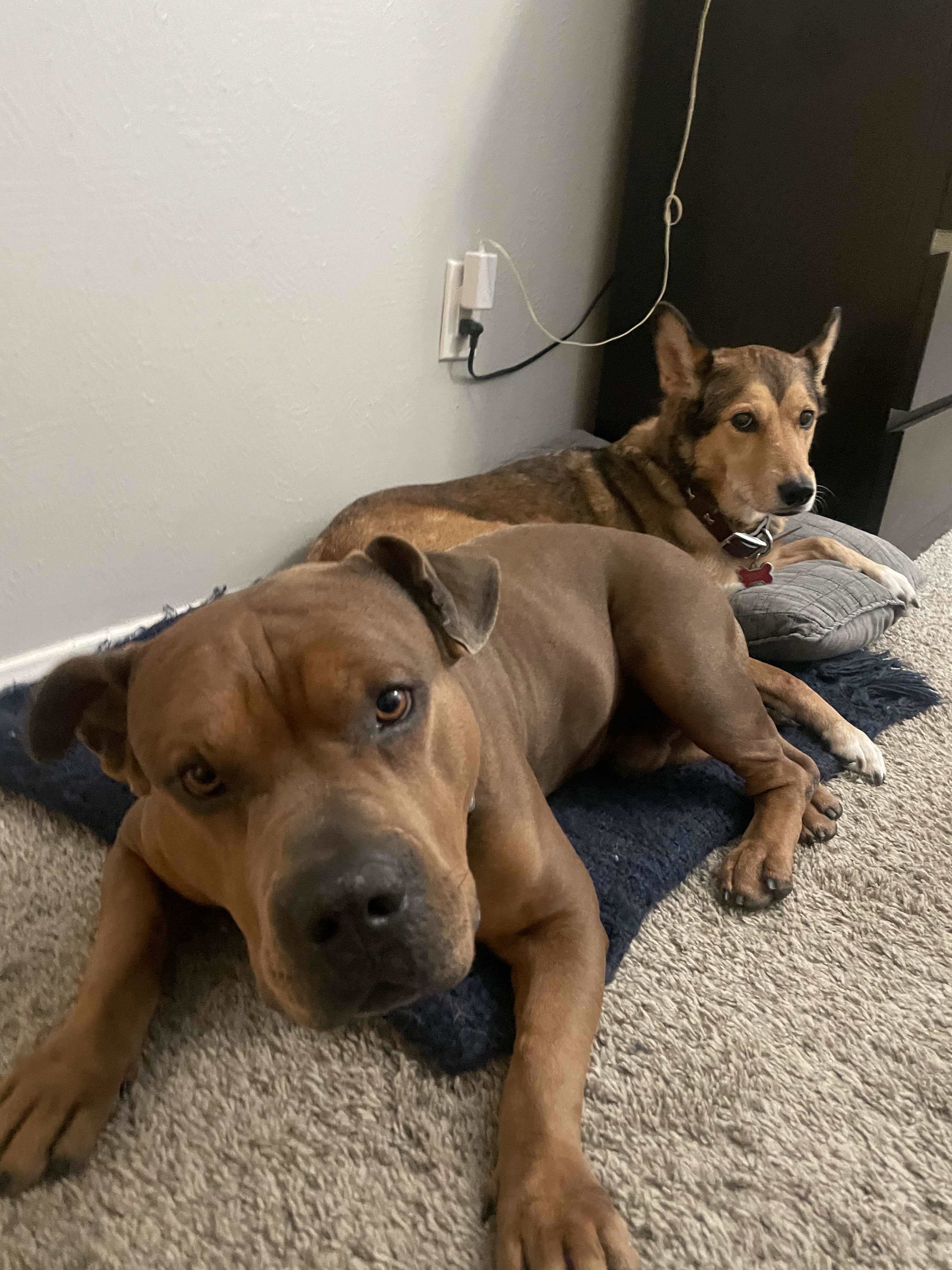 Maximus, an adoptable American Staffordshire Terrier in Arlee, MT, 59821 | Photo Image 2