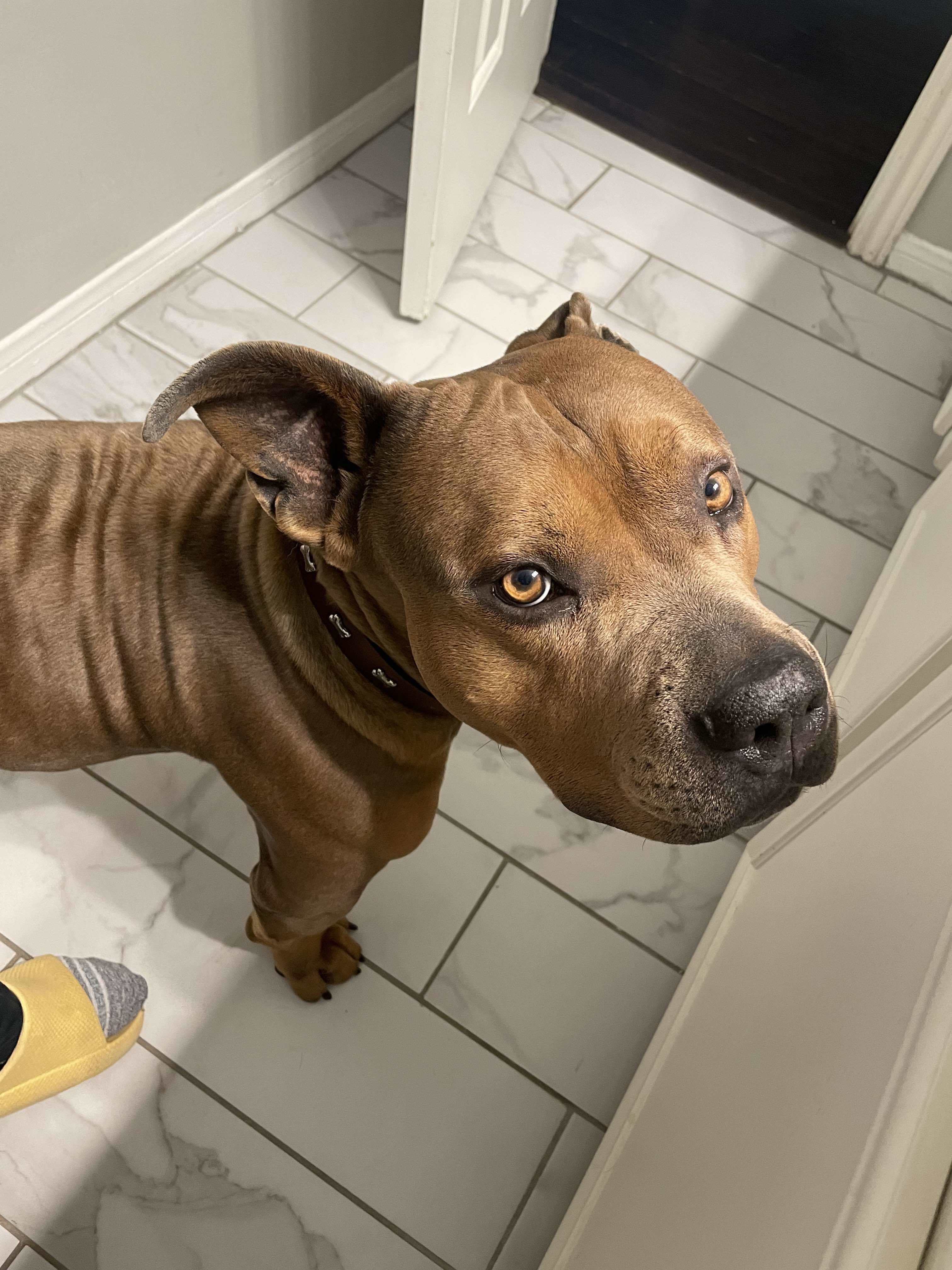 Maximus, an adoptable American Staffordshire Terrier in Arlee, MT, 59821 | Photo Image 3