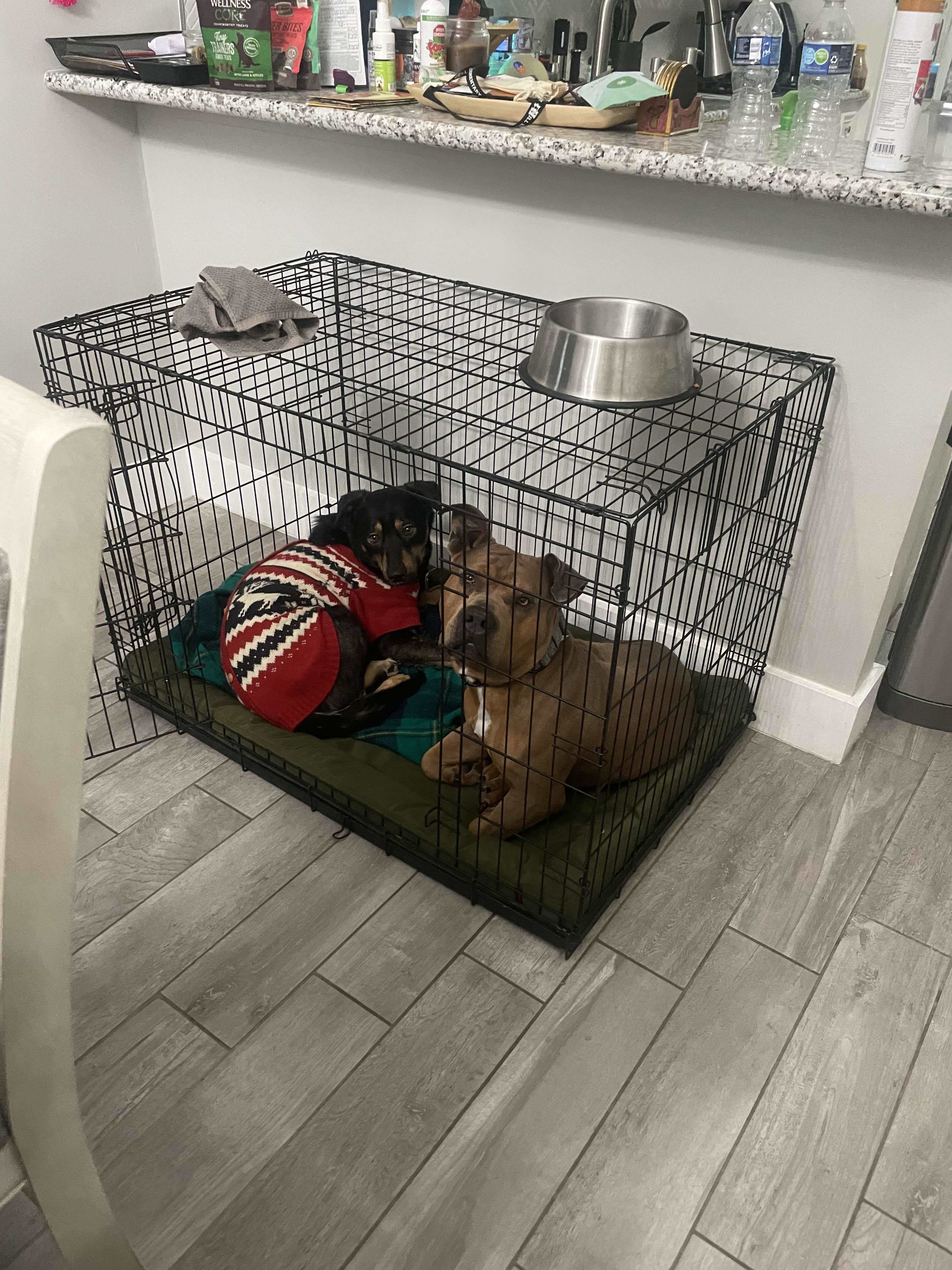 Maximus, an adoptable American Staffordshire Terrier in Arlee, MT, 59821 | Photo Image 4