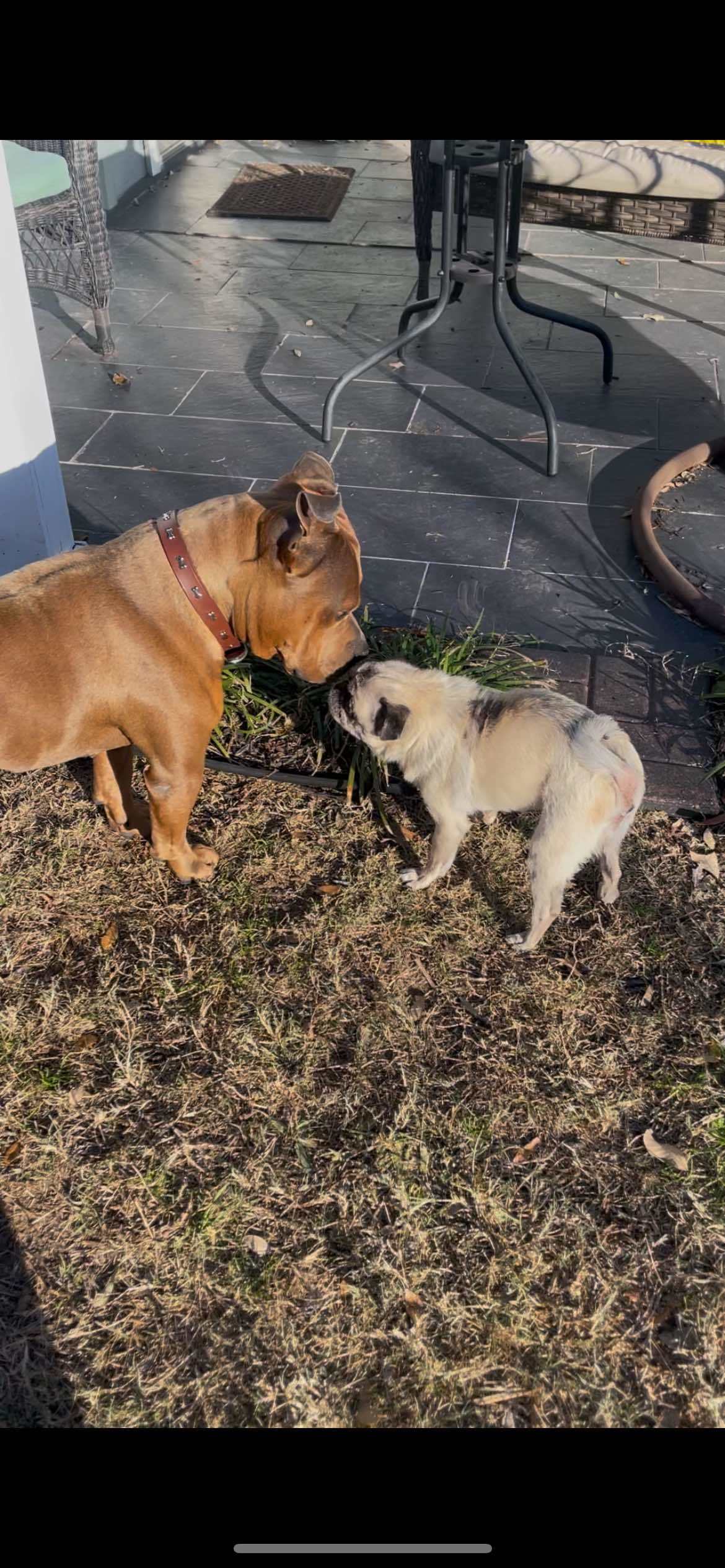 Maximus, an adoptable American Staffordshire Terrier in Arlee, MT, 59821 | Photo Image 5