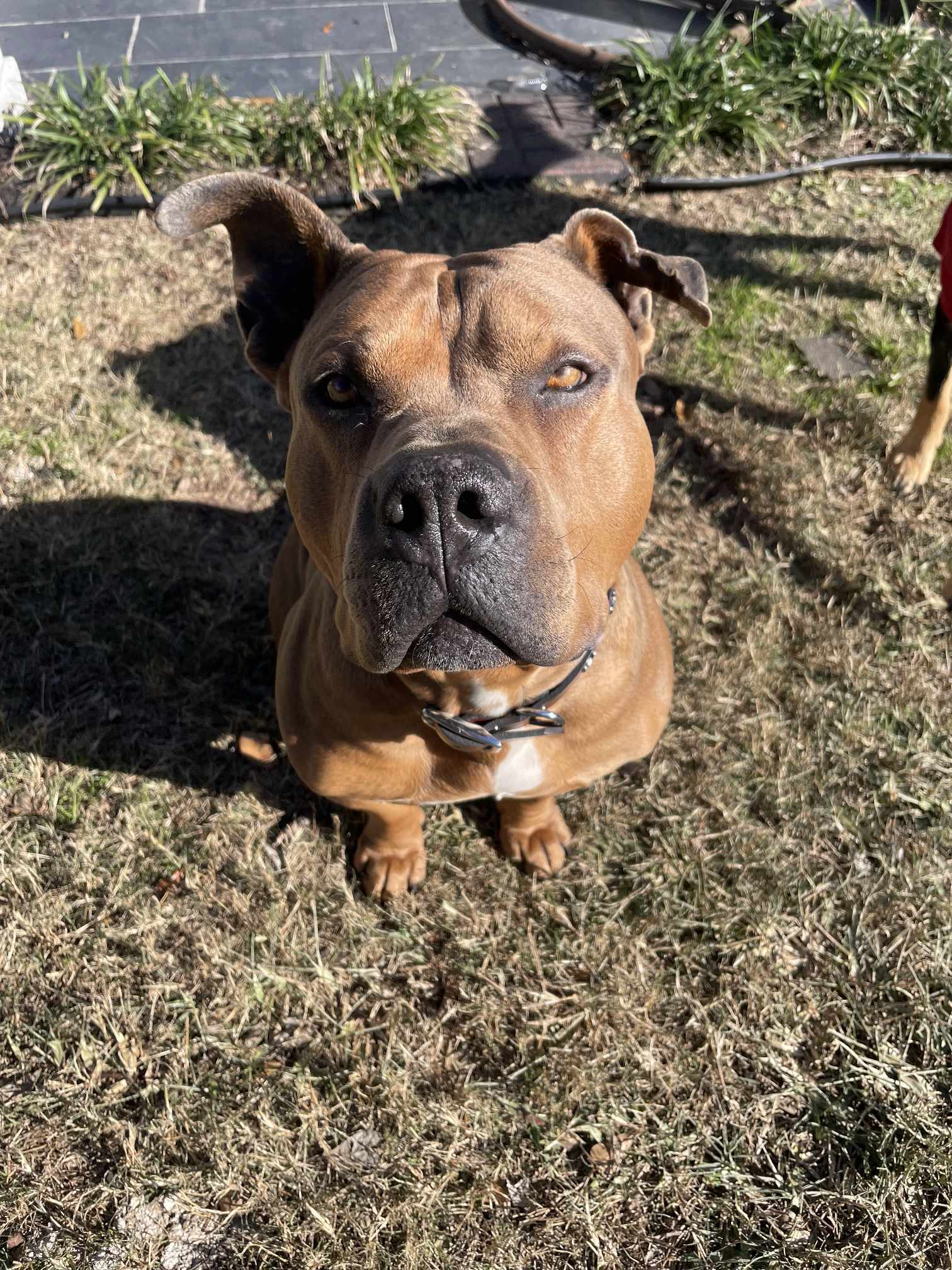 Maximus, an adoptable American Staffordshire Terrier in Arlee, MT, 59821 | Photo Image 6