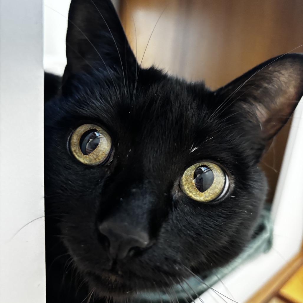 Luna*, an adoptable Domestic Short Hair in Cody, WY, 82414 | Photo Image 1