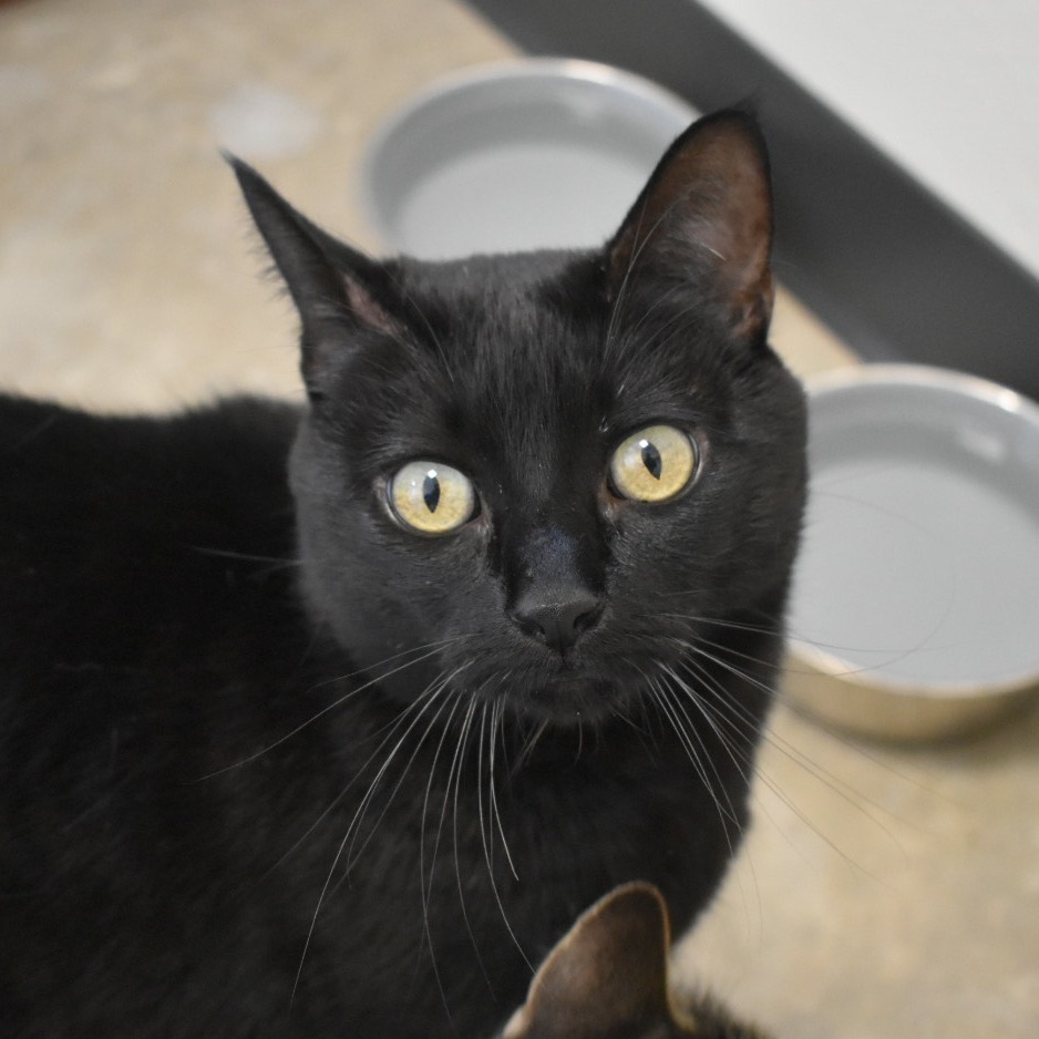 Luna*, an adoptable Domestic Short Hair in Cody, WY, 82414 | Photo Image 1